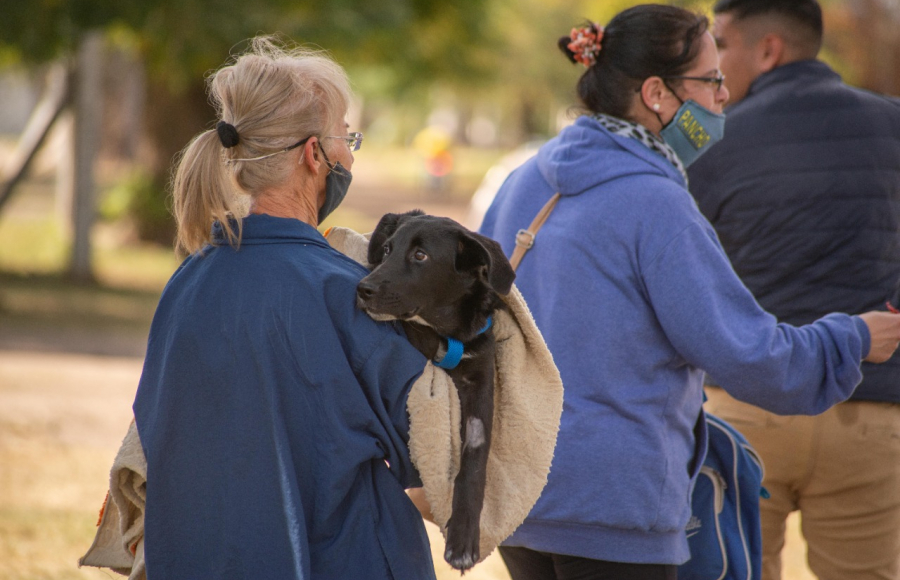 La Muni realiza castraciones gratuitas para perros y gatos en Sierras y Parques