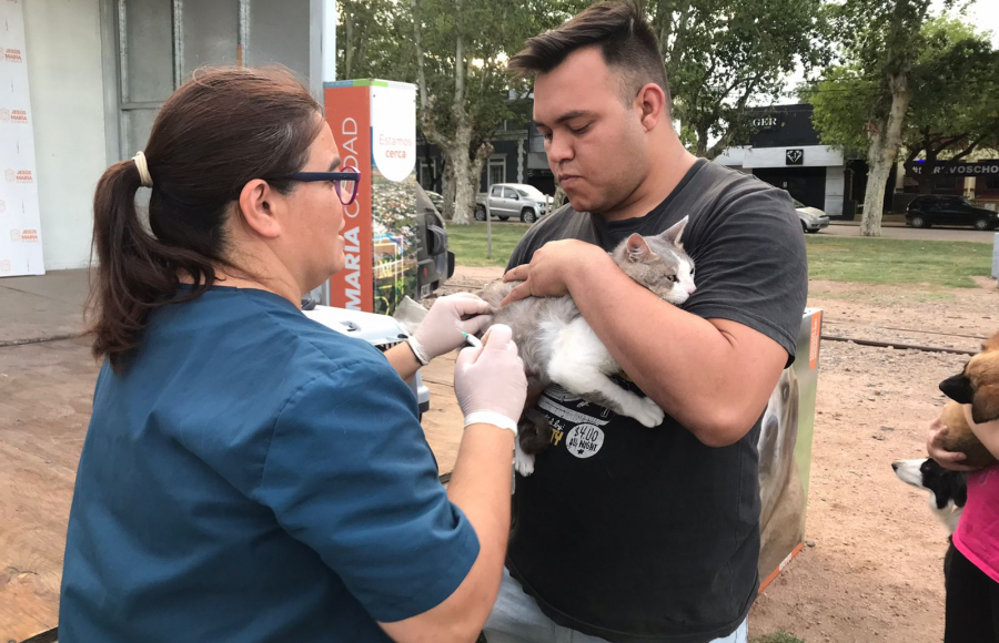 Exitosa noche de vacunación: cerca de 500 mascotas inmunizadas y desparasitadas