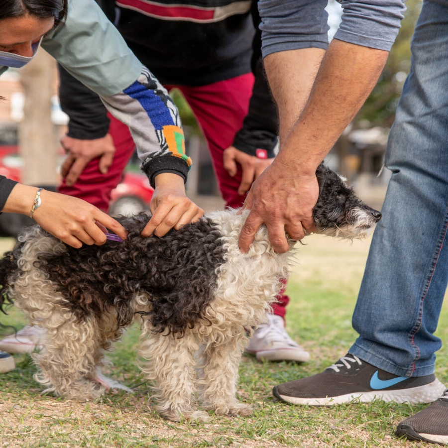 Campaña de vacunación antirrábica y desparasitación para mascotas