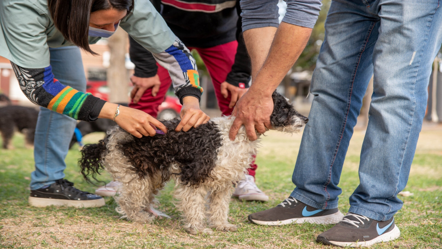 Campaña de vacunación antirrábica y desparasitación para mascotas