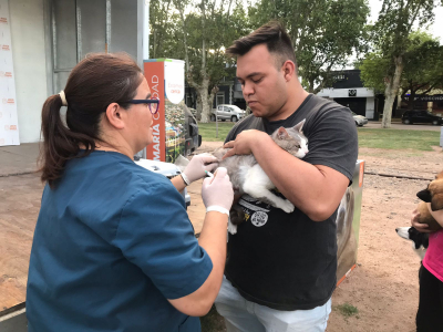 Exitosa noche de vacunación: cerca de 500 mascotas inmunizadas y desparasitadas