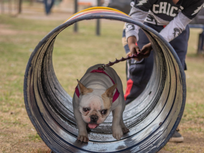 Domingo mascotero en Jesús María: más de 200 animales vacunados y desparasitados