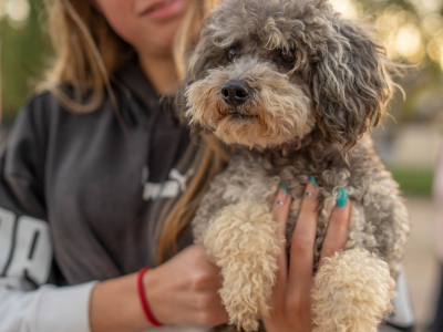 La Muni realiza una nueva campaña de vacunación antirrábica y desparasitación para mascotas por los barrios
